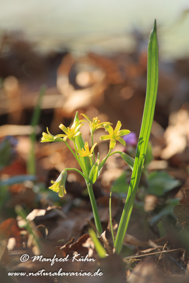 Gelbstern (Wald-)_0004
