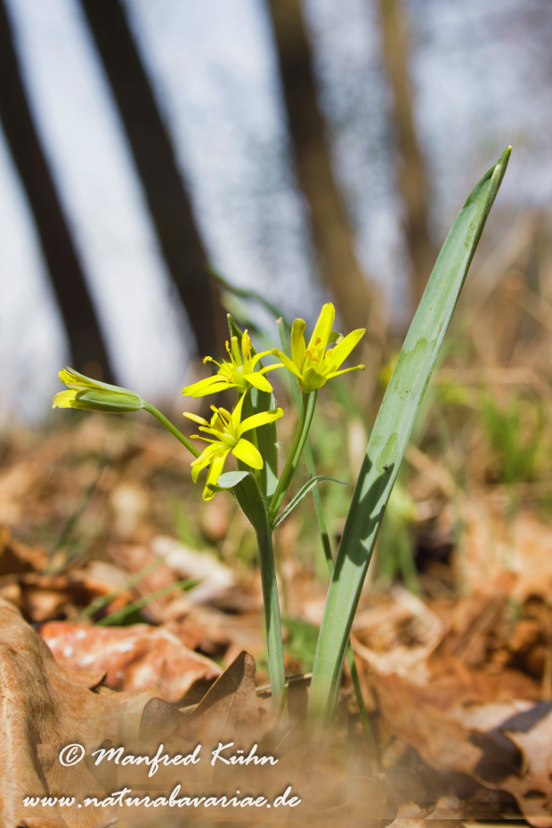 Gelbstern (Wald-)_0003