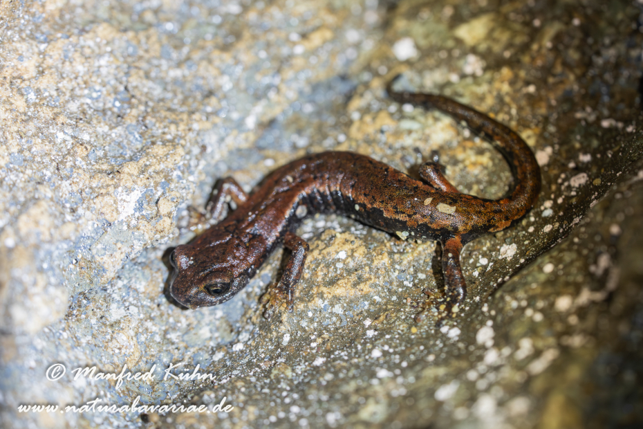 Höhlensalamander (Italienischer)_0004