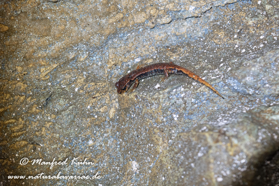 Höhlensalamander (Italienischer)_0016