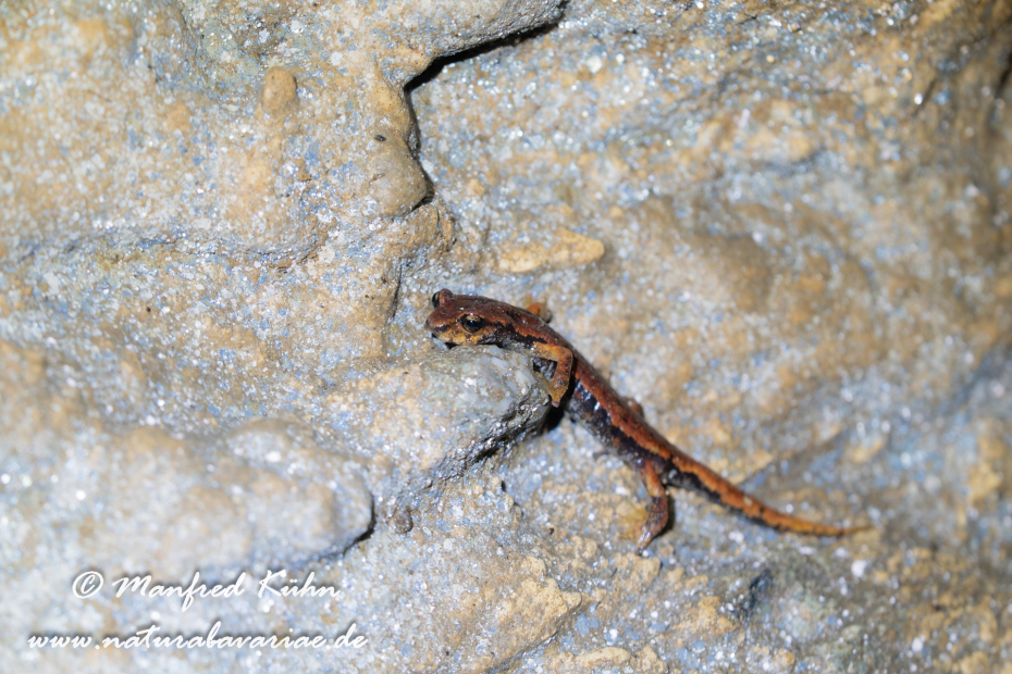 Höhlensalamander (Italienischer)_0017