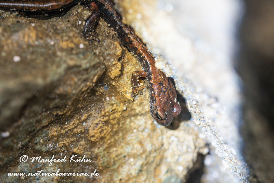 Höhlensalamander (Italienischer)_0021