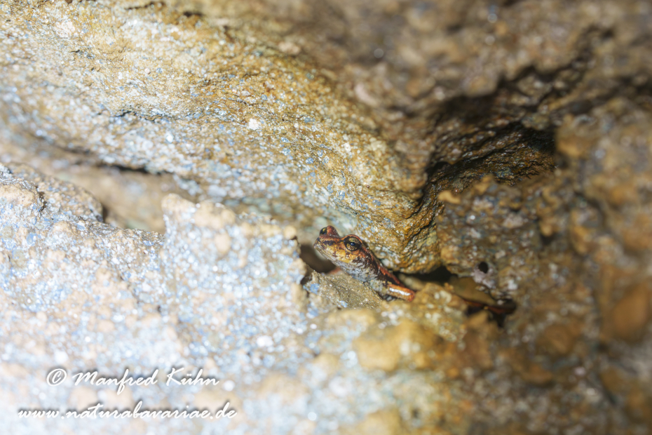Höhlensalamander (Italienischer)_0028