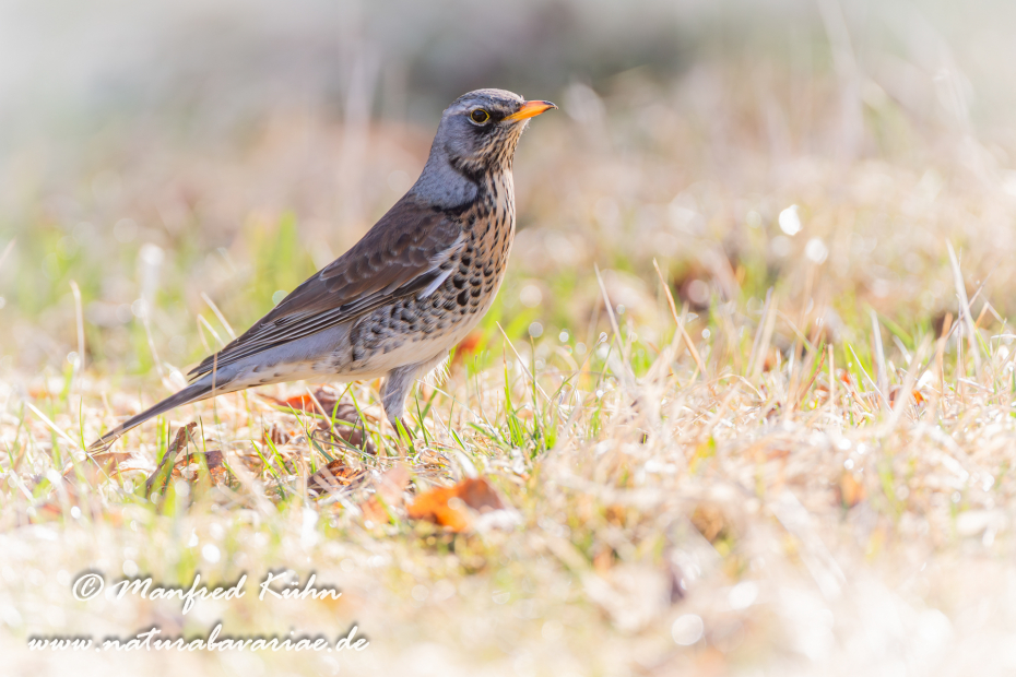 Wacholderdrossel ()_0059
