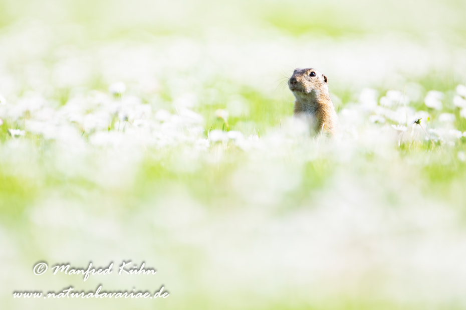 Ziesel ()_0011