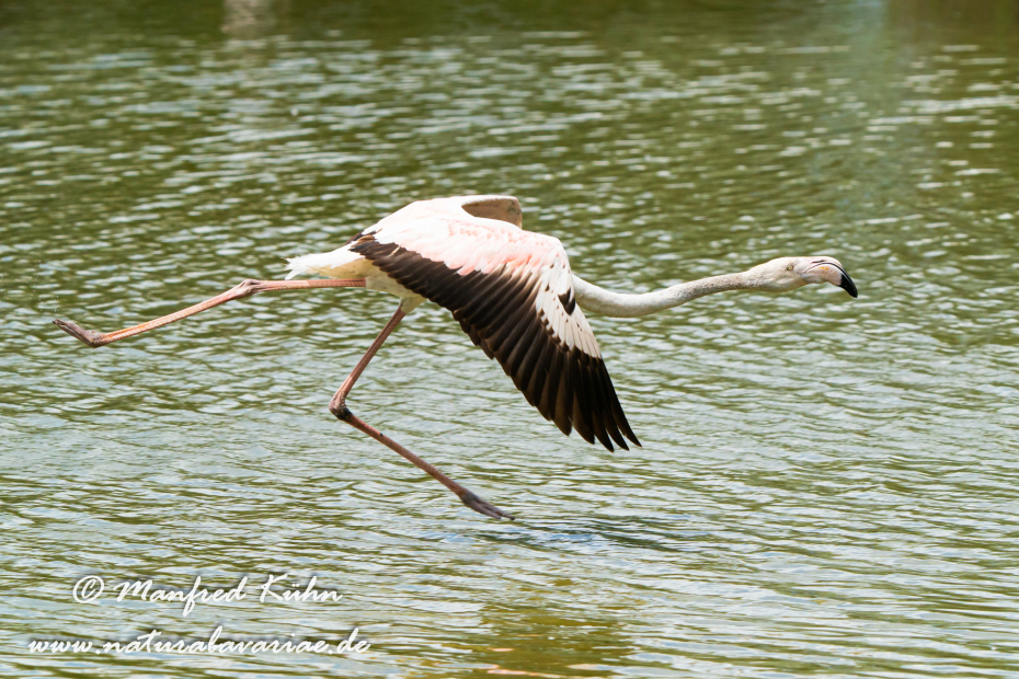 Flamingo (rosa)_0297