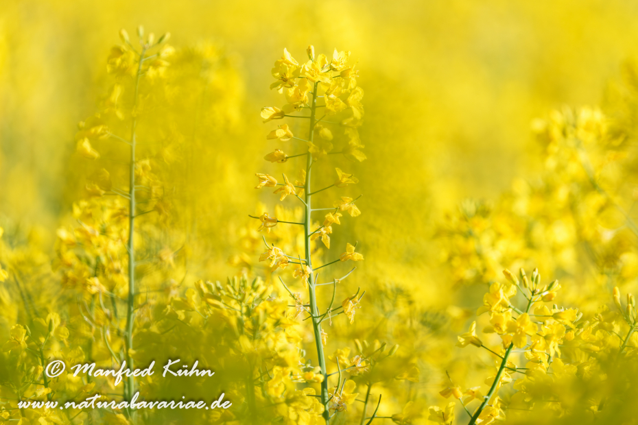 Raps ()_0077