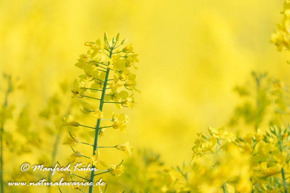 Raps ()_0088