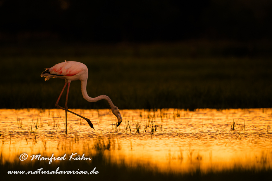Flamingo (rosa)_0234