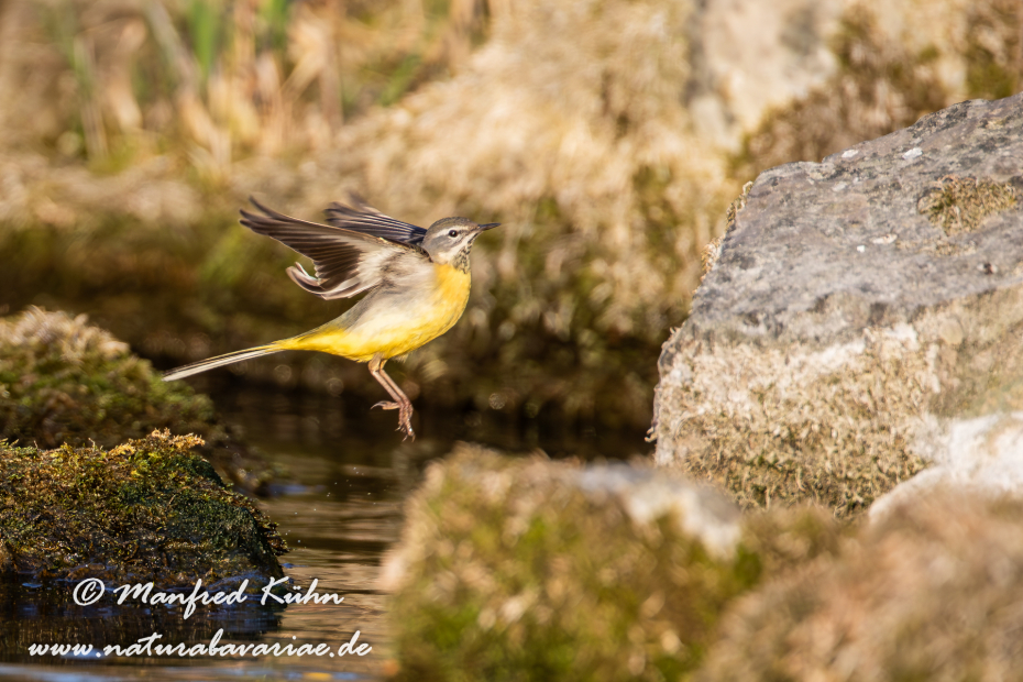 Gebirgsstelze ()_0010