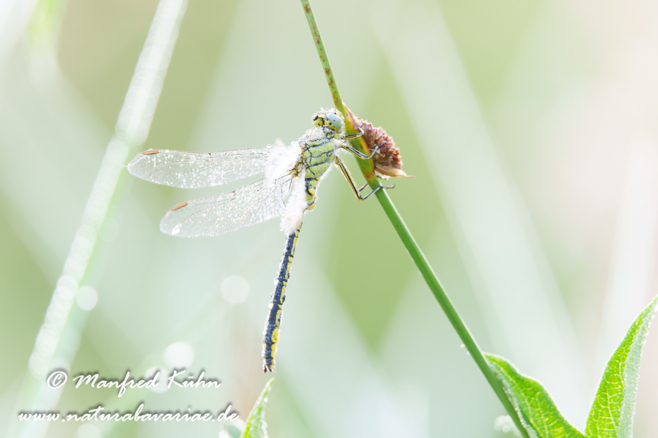 Keiljungfer (Westliche)_0065