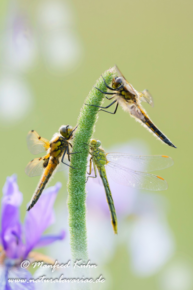 Vierflecklibelle ()_0094