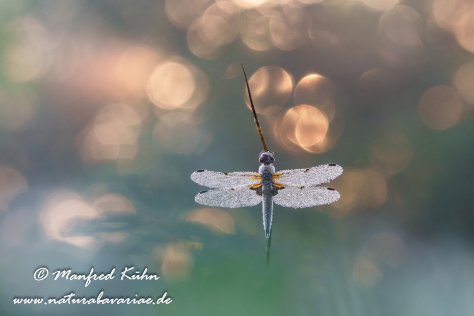Vierflecklibelle ()_0125
