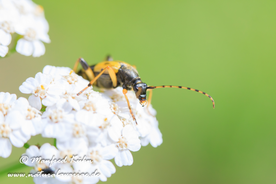 Schmalbock (gefleckter)_0004