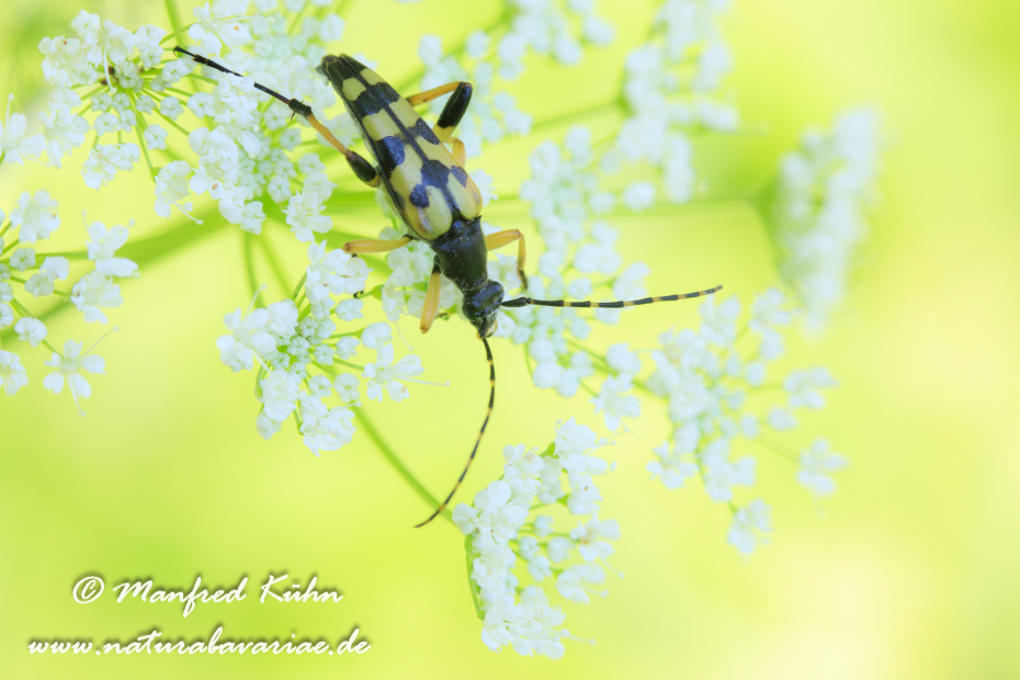 Schmalbock (gefleckter)_0005