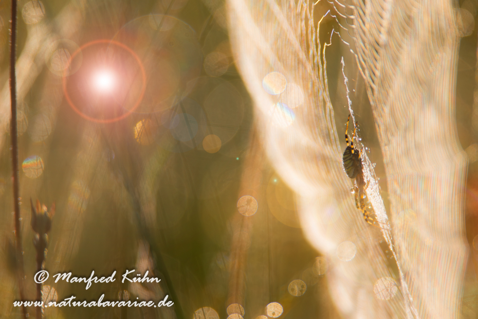 Wespenspinne ()_0017
