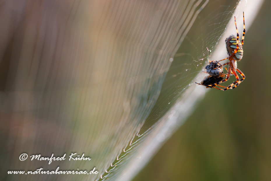 Wespenspinne ()_0022