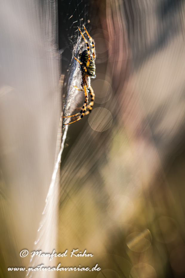 Wespenspinne ()_0034