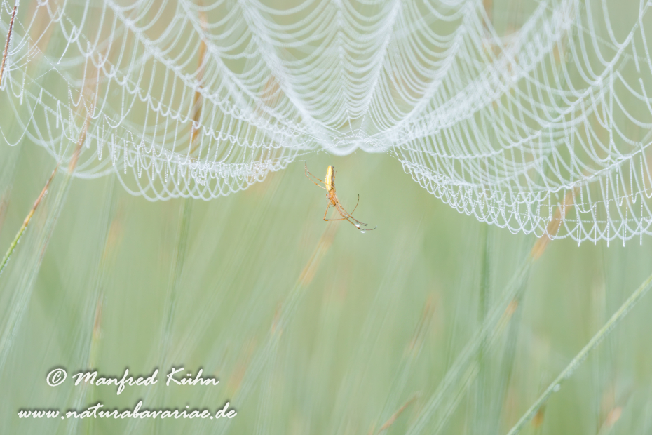 Streckerspinne (Gemeine)_0061