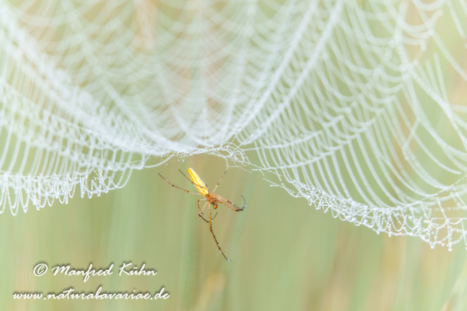 Streckerspinne (Gemeine)_0068