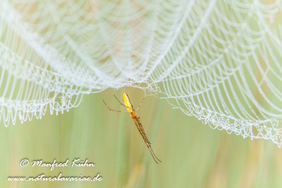 Streckerspinne (Gemeine)_0073