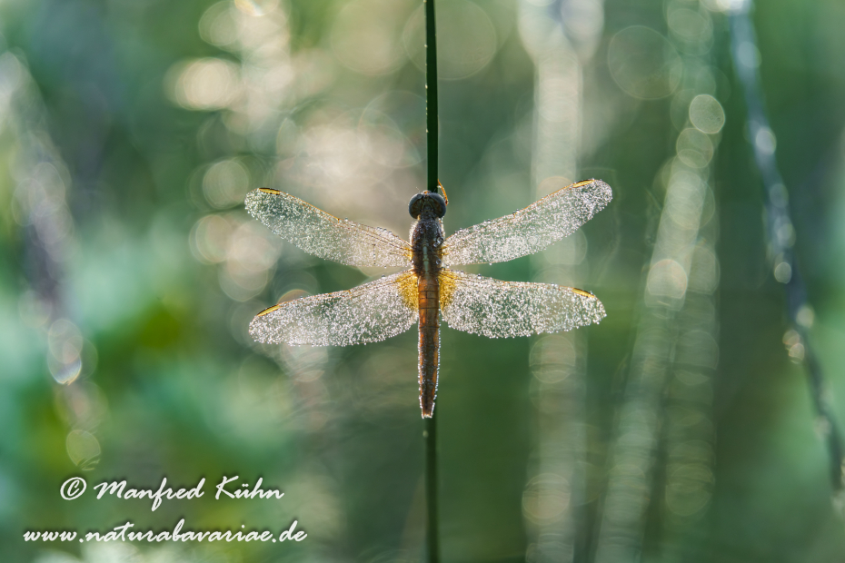 Feuerlibelle ()_0065