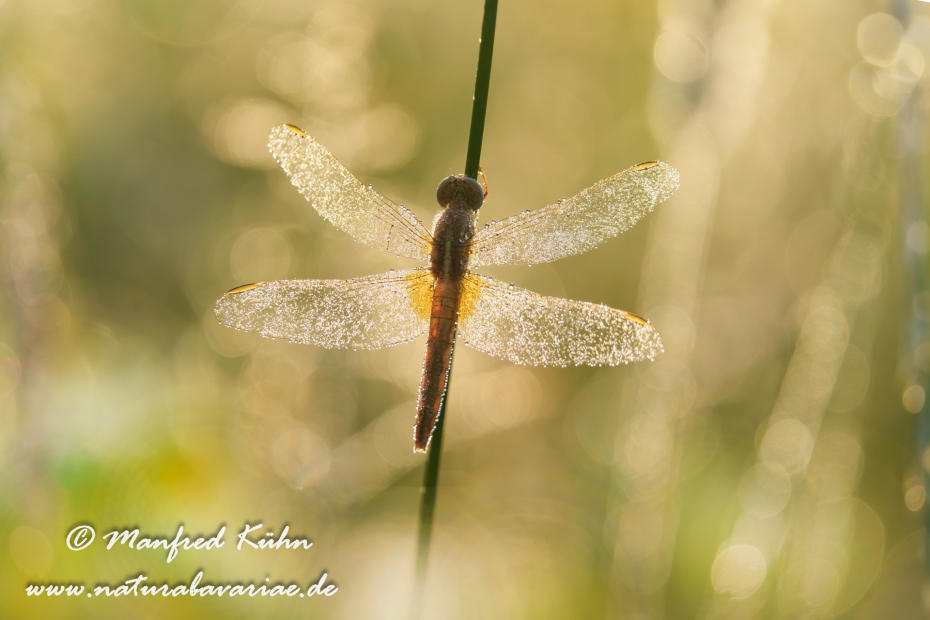 Feuerlibelle ()_0072
