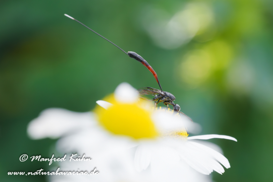 Sandwespe (Gemeine)_0018