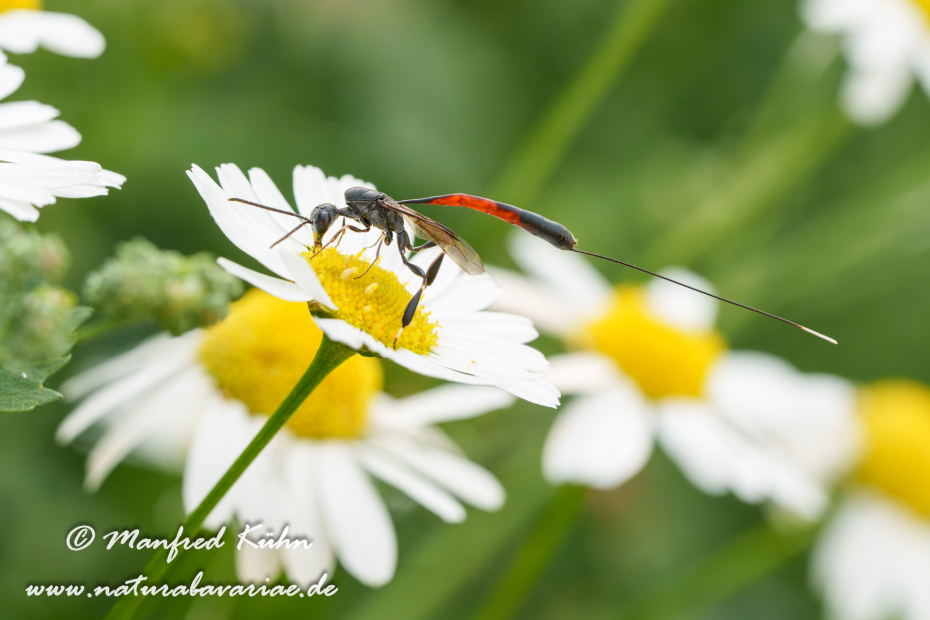 Sandwespe (Gemeine)_0026