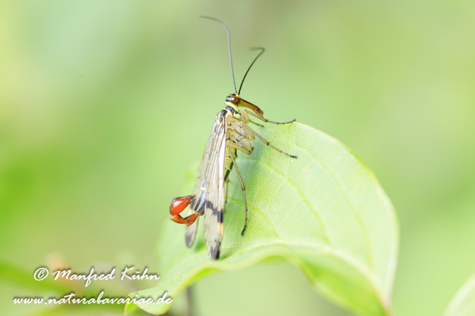 Skorpionsfliege (Gemeine)_0014