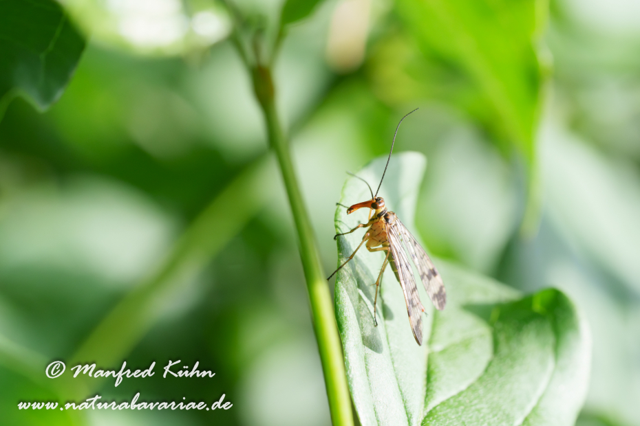 Skorpionsfliege (Gemeines)_0040