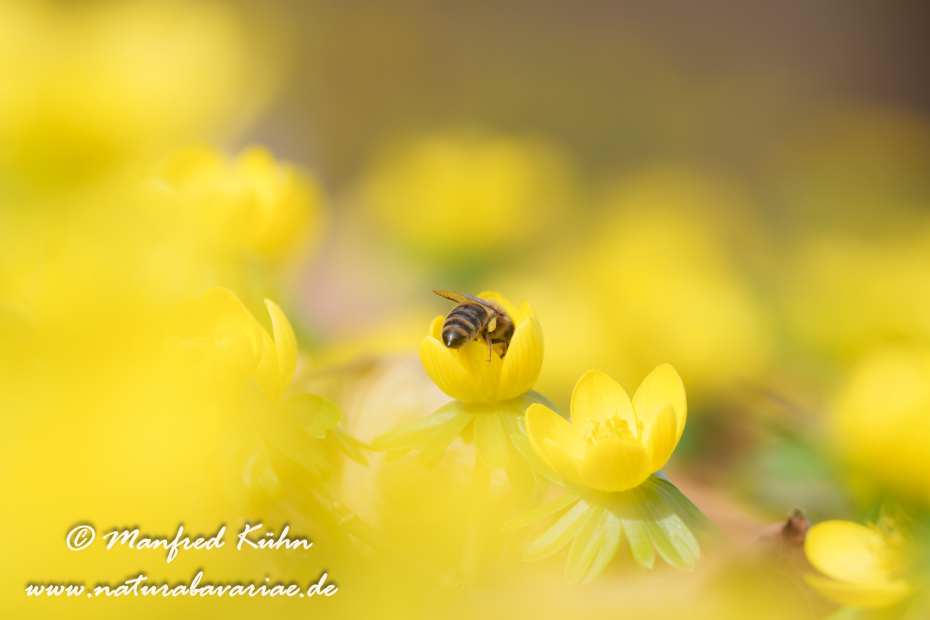 Winterling ()_0043