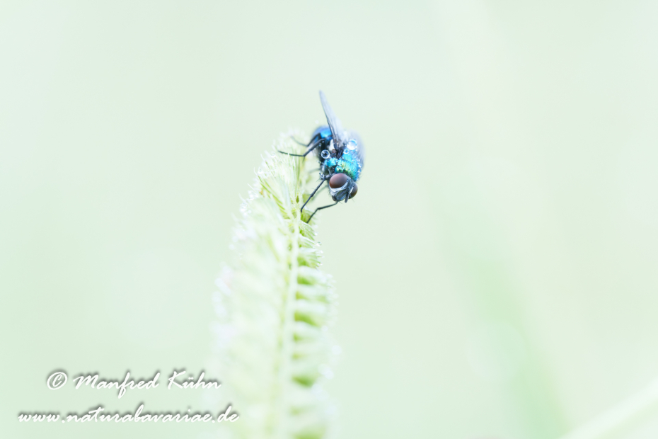 Goldfliege ()_0008