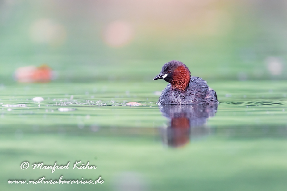 Zwergtaucher ()_0101