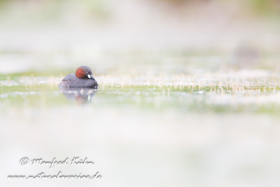 Zwergtaucher ()_0110