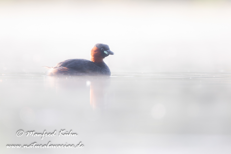 Zwergtaucher ()_0112