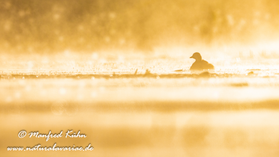 Zwergtaucher ()_0134