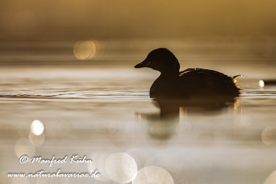 Zwergtaucher ()_0141