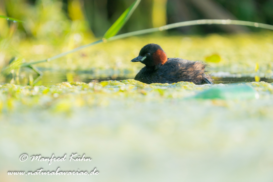 Zwergtaucher ()_0157