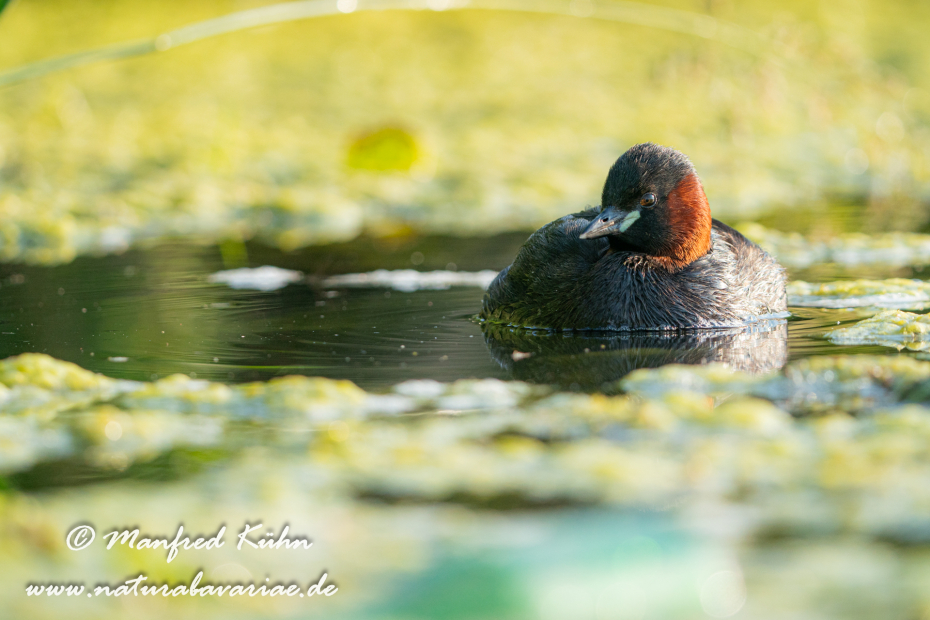Zwergtaucher ()_0161