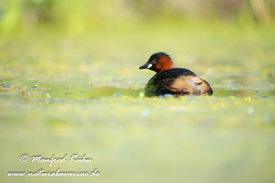 Zwergtaucher ()_0177