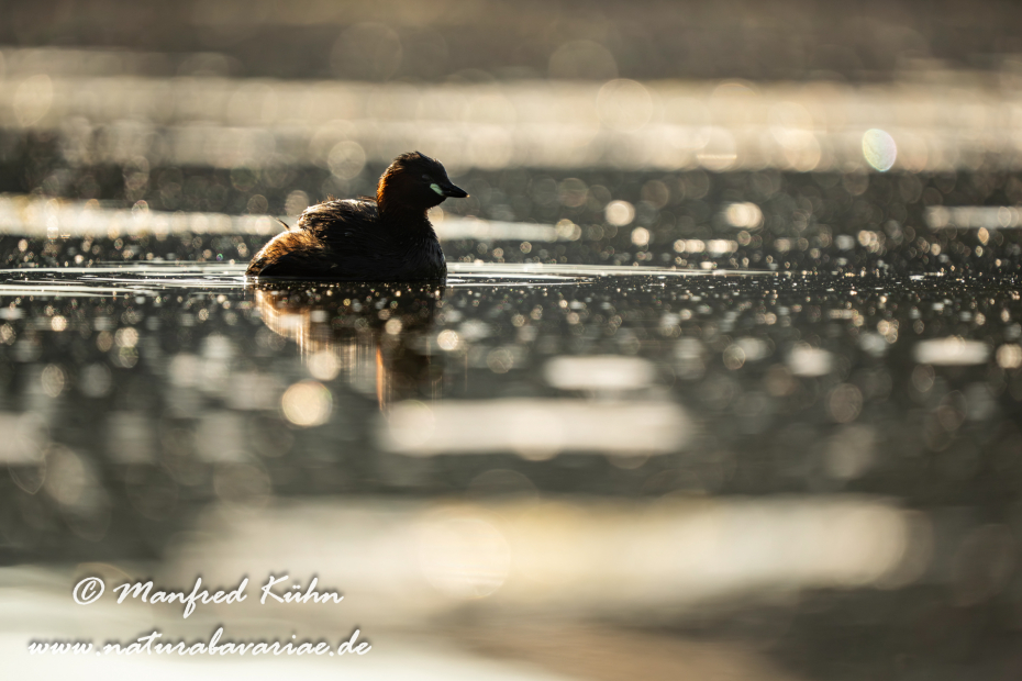 Zwergtaucher ()_0180