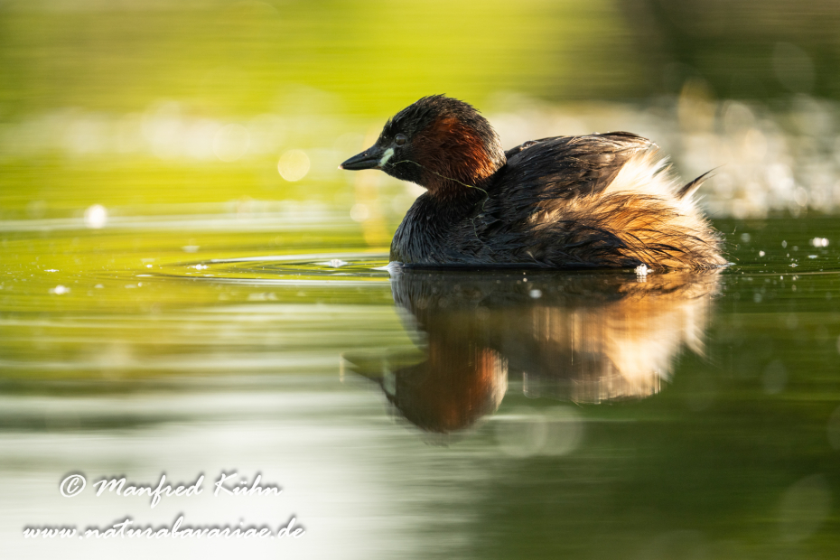 Zwergtaucher ()_0207