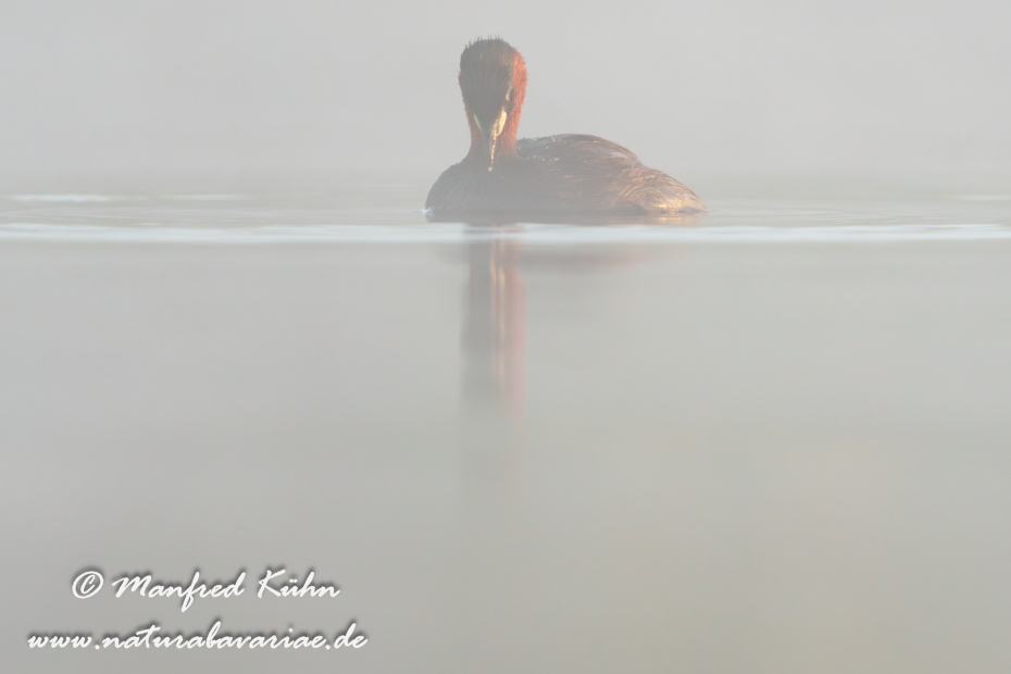 Zwergtaucher ()_0208