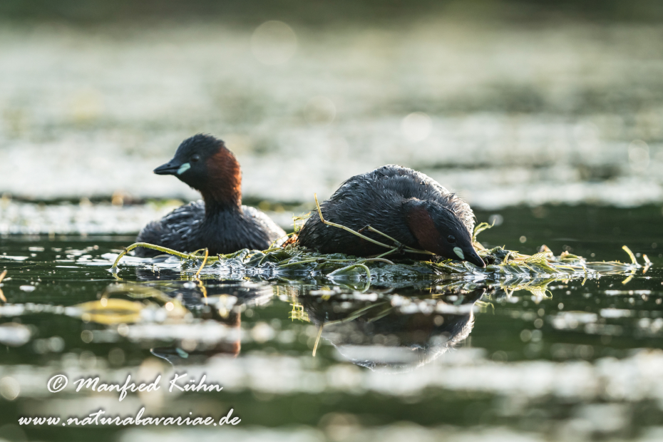 Zwergtaucher ()_0306