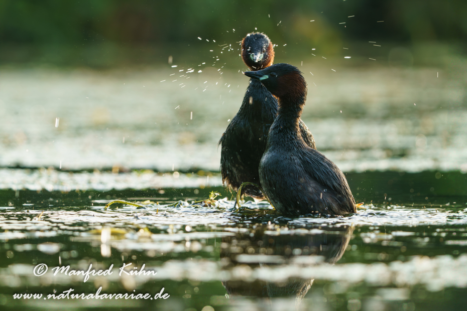 Zwergtaucher ()_0323