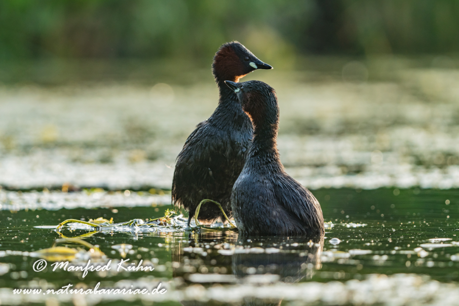 Zwergtaucher ()_0326
