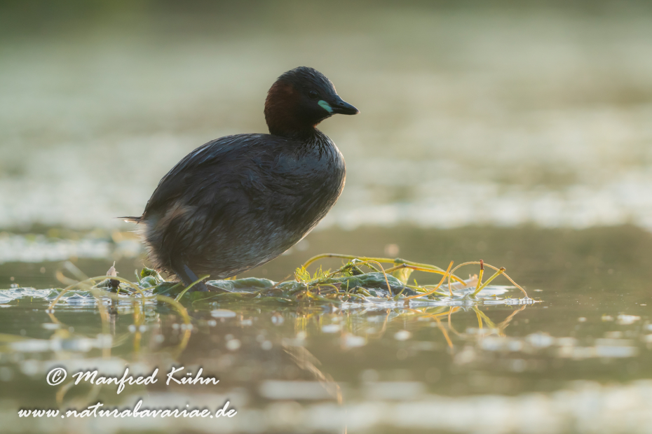 Zwergtaucher ()_0328