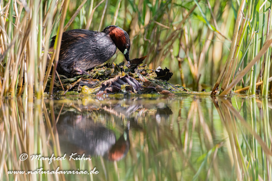 Zwergtaucher ()_0403