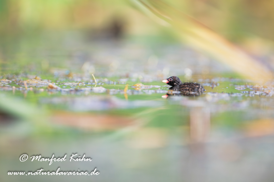 Zwergtaucher ()_0408